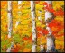 Predominantly Birch