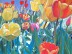 Tulip Festival