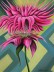 Bee Balm
