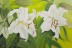 White Lilies