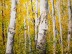 Birch Field